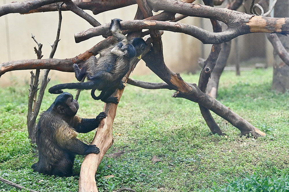 Dazhuang's family playing on tree branches at Hefei Wildlife Park